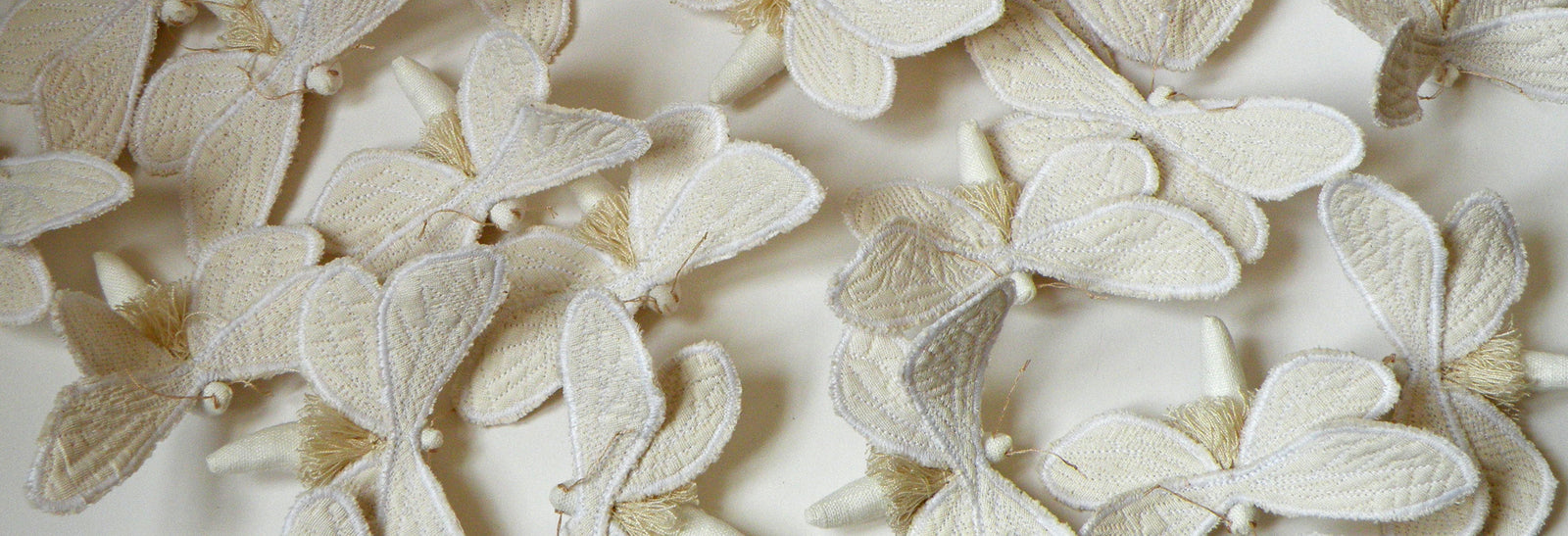 Twenty-four Ghost Moths Fly to Toronto